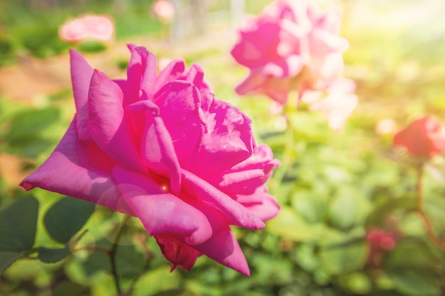 Pink Rose flower with sunlights on nature.