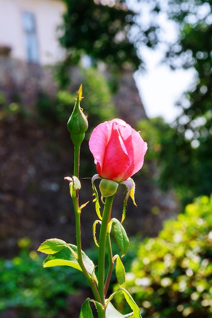 Pink rose flower with water droplets after the rain in bright sunlight pink rose in a park