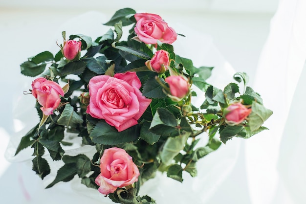 Pink rose flowers arrangement isolated on white