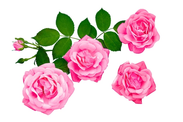 Pink rose flowers arrangement isolated on white