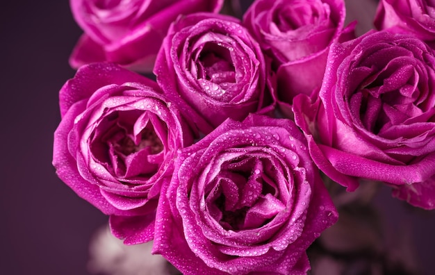 Pink rose flowers background. Roses background. Pink flowers wallpaper