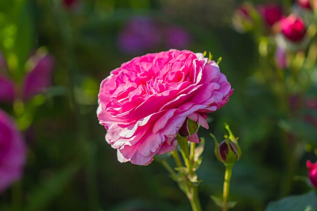 Pink rose flowers background