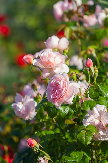 Pink rose flowers background