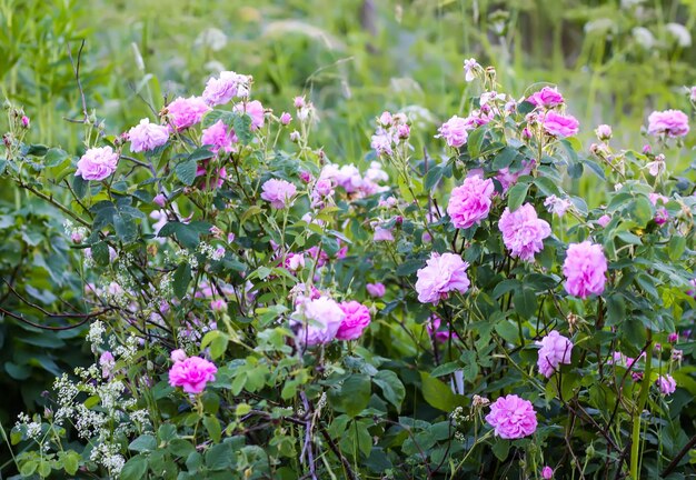 Pink rose flowers Decorative beautiful garden plants in flowering season