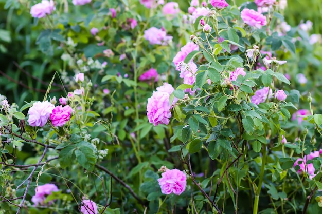 Pink rose flowers Decorative beautiful garden plants in flowering season