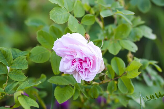 Pink rose flowers Decorative beautiful garden plants in flowering season