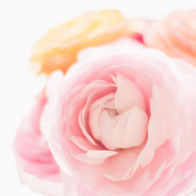 Pink rose flowers from the garden wedding holiday and floral garden styled concept