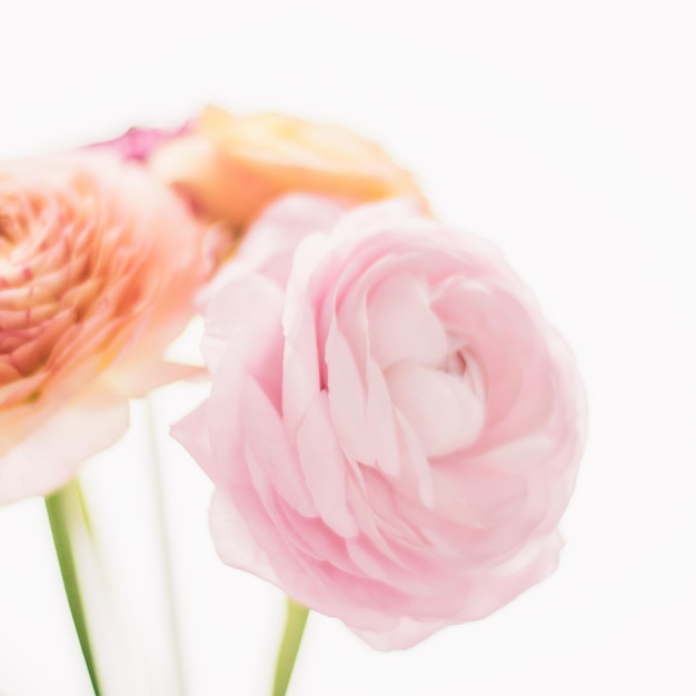 Pink rose flowers from the garden wedding holiday and floral garden styled concept