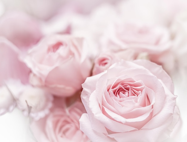 Pink rose flowers Macro flower background for holiday design