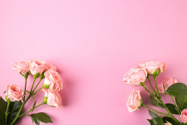 Pink rose flowers on pastel pink background