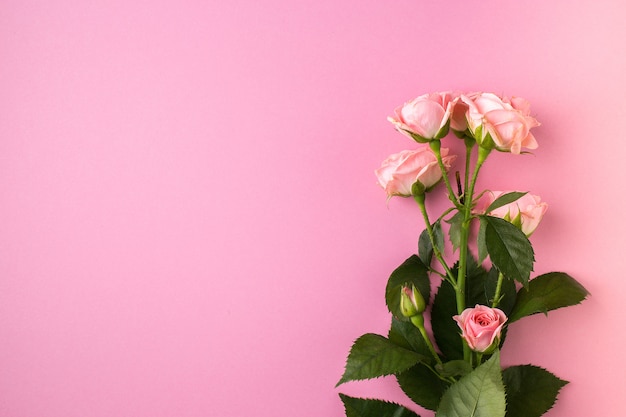 Pink rose flowers on pastel pink ,