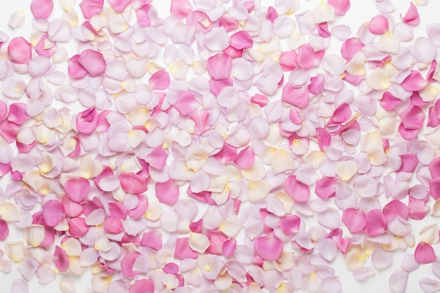 Pink rose flowers petals on white.