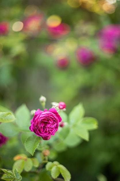 Pink rose flowers on the rose bush in the garden in summer