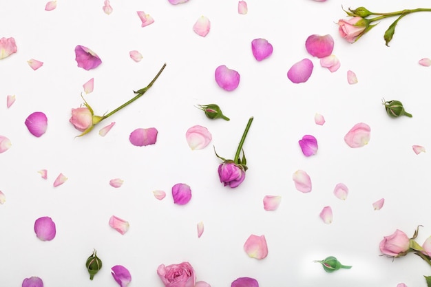 Pink rose flowers on white wooden background