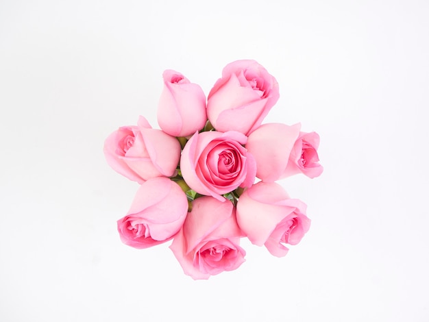 Pink rose flowers