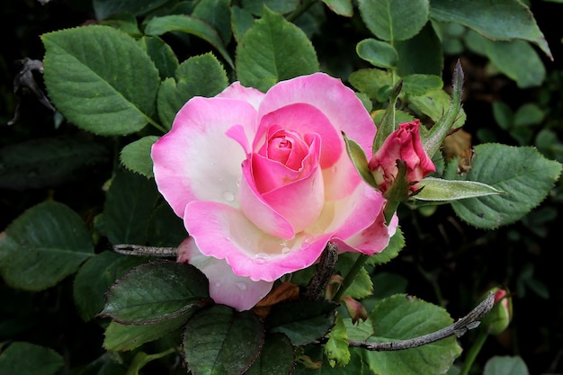 pink rose in the garden beautiful rose flower