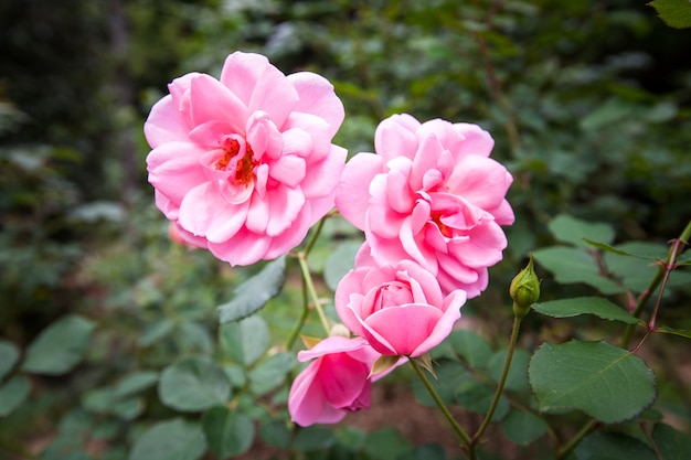 Pink rose in the garden (Floribunda light pink)