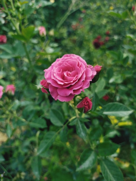 Photo a pink rose in a garden of flowers in the garden of the university of washington, dc.