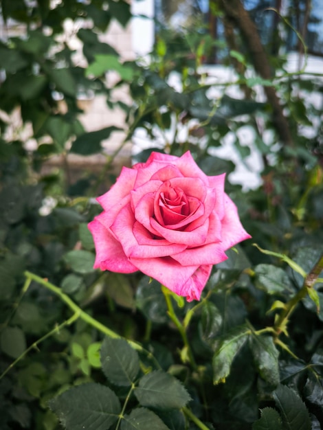 Photo a pink rose in the garden