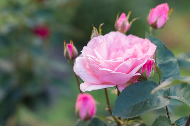 Pink rose in a garden