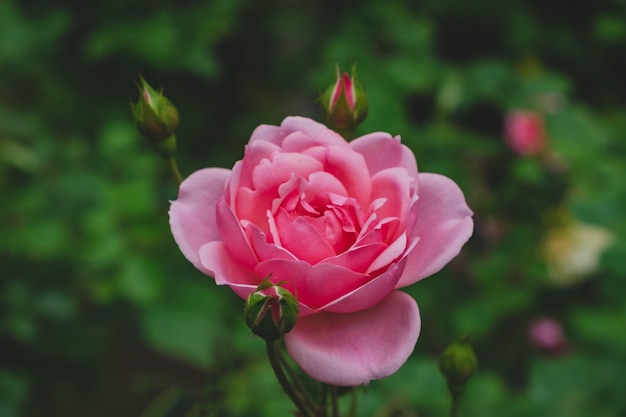 The pink rose in the garden