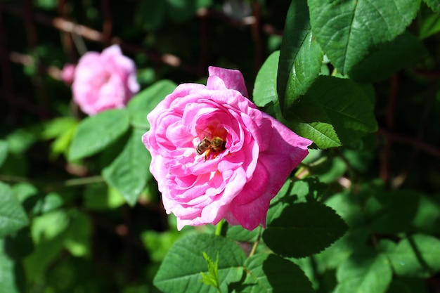 Pink rose in garden