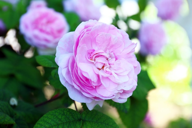 Pink rose in garden