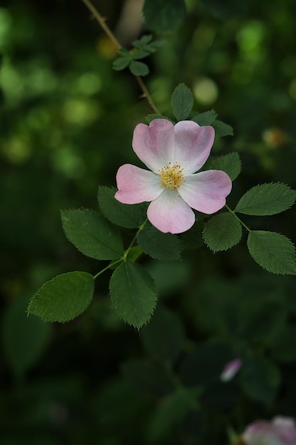 A pink rose in the garden