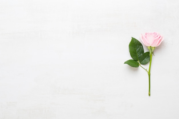 pink rose on gray background. Flat lay, top view