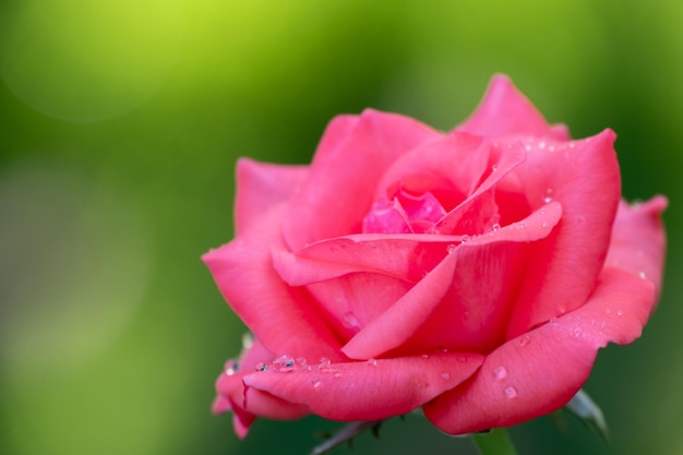 Pink rose on green nature blur background