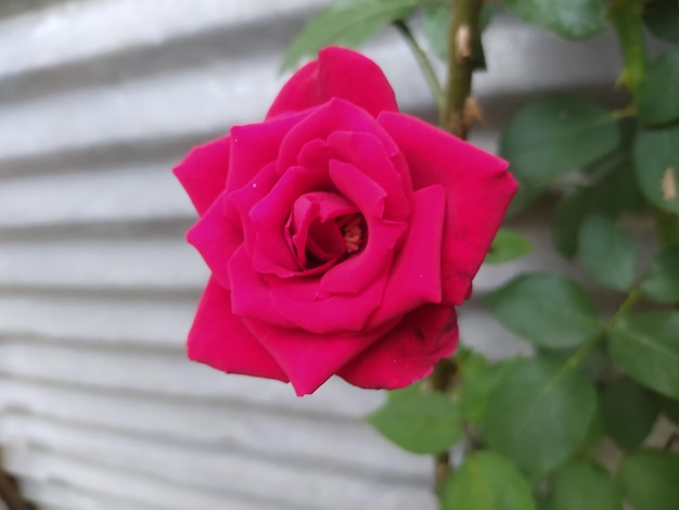 A pink rose is in front of a wall that has a metal tin