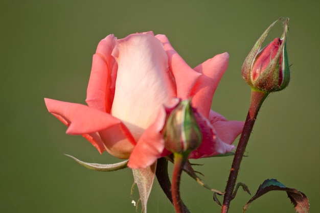 A pink rose is shown with the word love on it.