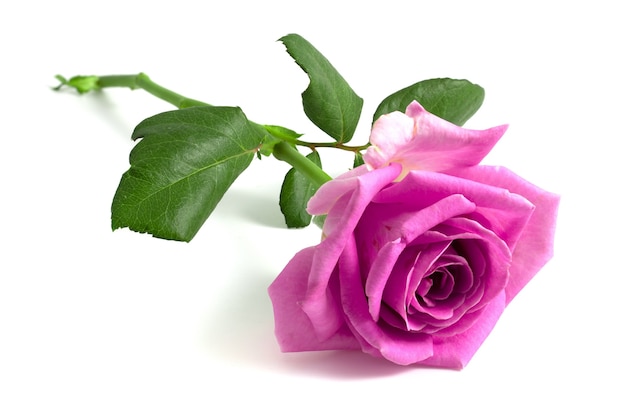 Pink rose isolated on white background.