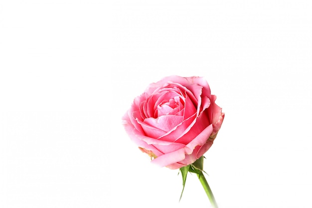 Pink rose isolated on white background