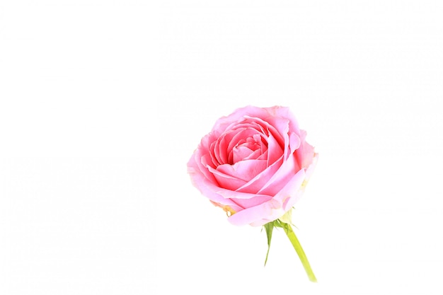 Pink rose isolated on white background