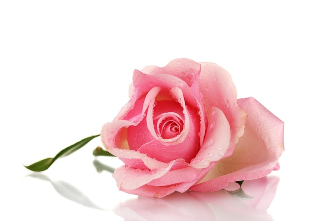 Pink rose isolated on white