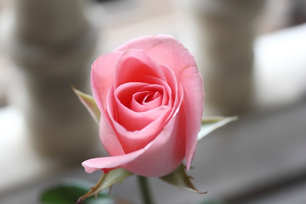 Pink rose in natural light