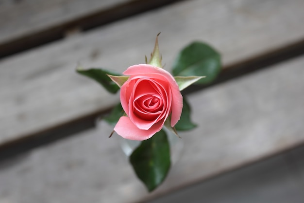 Pink rose in natural light