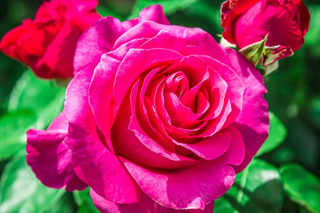 Pink rose in nature closeup