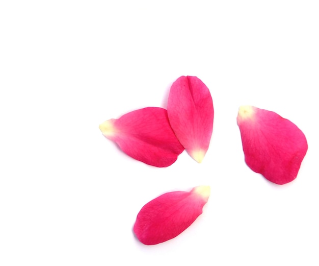 Pink rose petals on white background