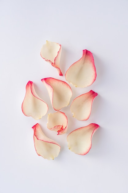 Pink rose petals on a white