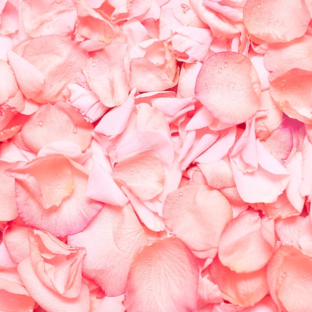 Pink rose petals