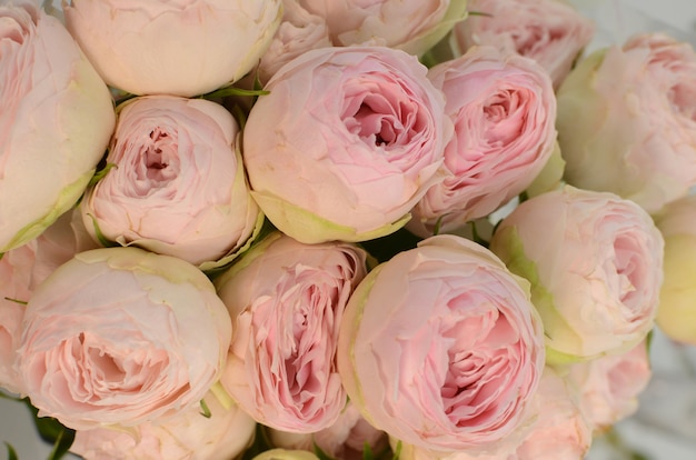 Pink rose pomponella summer spray on white background