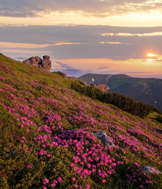 Photo pink rose rhododendron flowers on early morning summer mountain slope carpathian ukraine