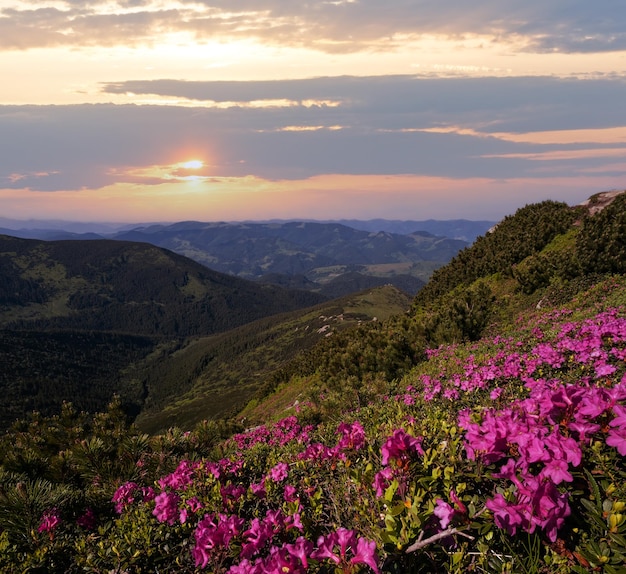 Photo pink rose rhododendron flowers on summer mountain slope carpathian chornohora ukraine