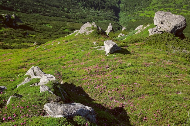 Pink rose rhododendron flowers on summer mountain slope