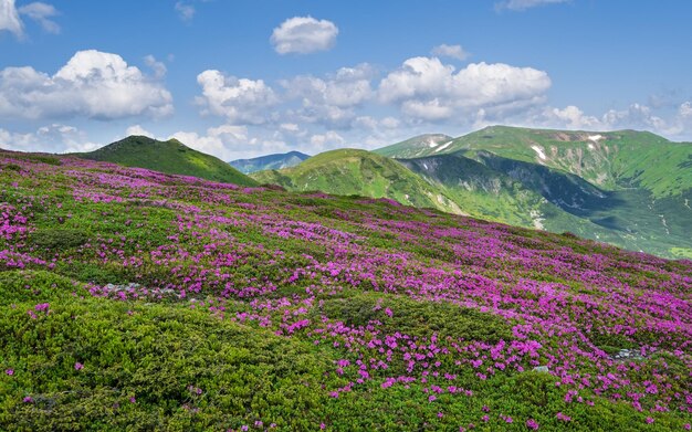 Pink rose rhododendron flowers on summer mountain slope