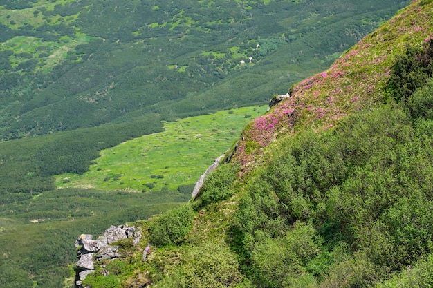 Pink rose rhododendron flowers on summer mountain slope