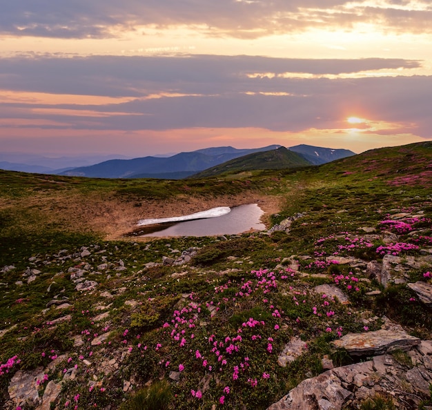 Pink rose rhododendron flowers on summer mountain slope