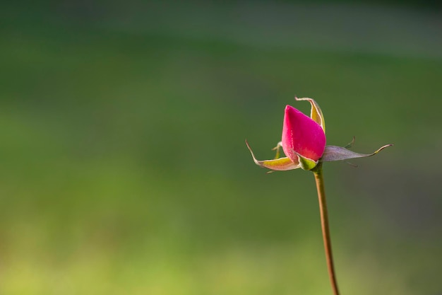 Pink rose valentines day flower young rosebud in the garden on a branch